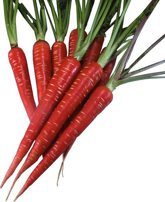 Paudha Red Carrot Seed(86 per packet)