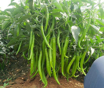 XOLDA Green Chilli Seed(46 per packet)