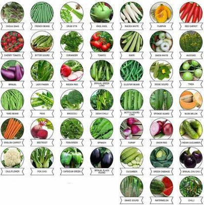 ORCHIDGREEN onion Seed(150 per packet)