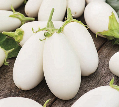 XOLDA Brinjal White Seed(19 per packet)