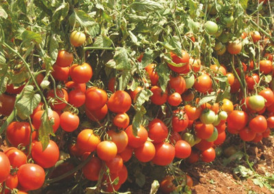 Paudha Tomato Seed(15 per packet)