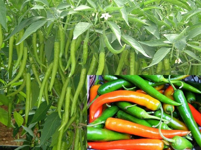 XOLDA Green Chilli Seed(95 per packet)