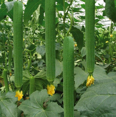XOLDA Sponge gourd Seed(37 per packet)