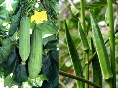 SimXotic Combo of Sponge Gourd & Lady Finger F1 Hybrid Seed(15 per packet)