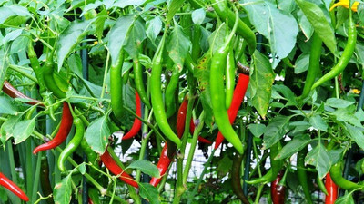 Paudha Green Chilli F1 Jwala Seed(45 per packet)