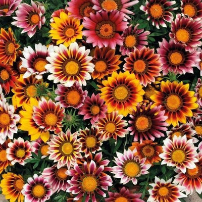 Jasoos Gazania seeds hybride seed Seed(20 per packet)