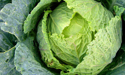 Paudha Cabbage Seed(21 per packet)