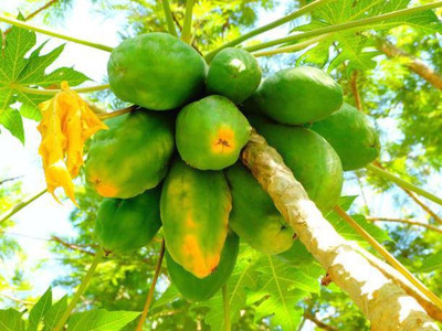 Corofitam Papaya Seed(25 per packet)