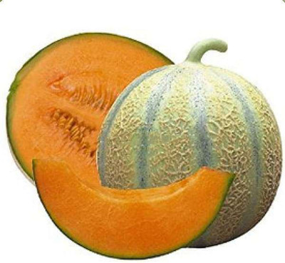 Paudha MuskMelon Hybrid Seed(50 per packet)