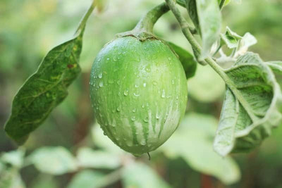 Paudha Brinjal Green Seed(56 per packet)