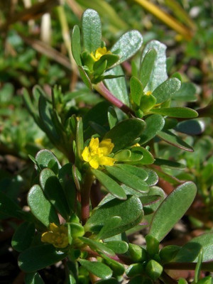 Paudha Kulfa/Purslane Seed(16 per packet)