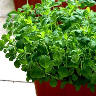 VibeX Methi Kasturi Seed(5 per packet)