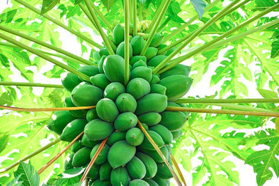 Corofitam Papaya Seed(25 per packet)