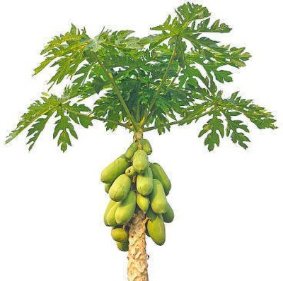 sporos Papaya Hybrid Seed(30 per packet)