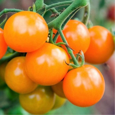 Paudha Tomato TS 15 Seed(38 per packet)