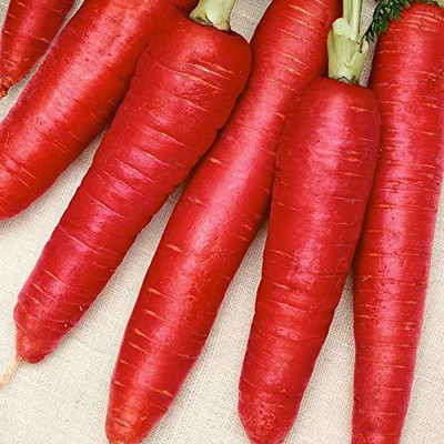 CYBEXIS Carotene 200 Imported Carrot Variety2000 Seeds Seed(2000 per packet)