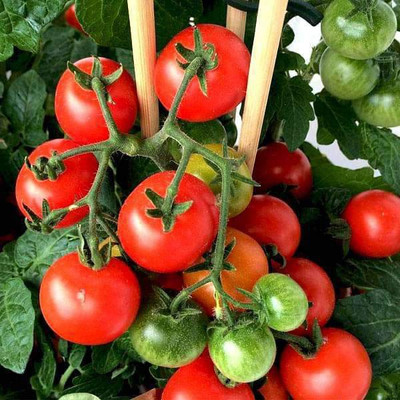 ME Traders Tomato TS 93 Seed(45 per packet)