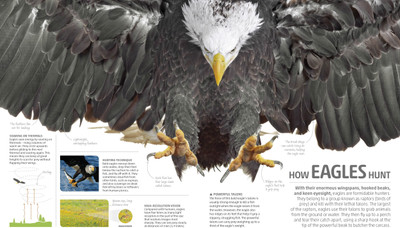 Explanatorium of Nature(English, Hardcover, DK)