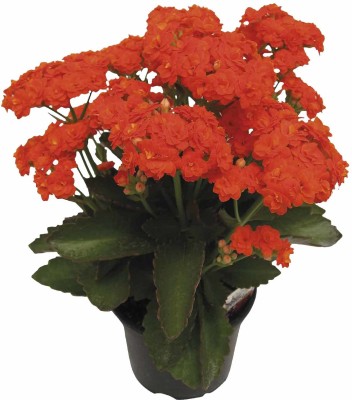 Greenery Nursery Kalanchoe Plant(Hybrid, Pack of 1)