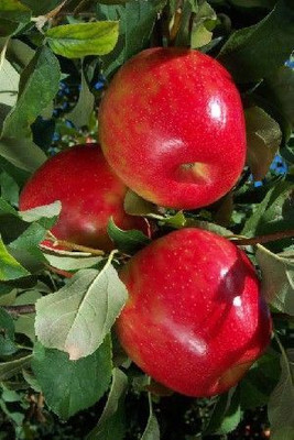 Jasoos Apple seed hybrid Seed(20 per packet)