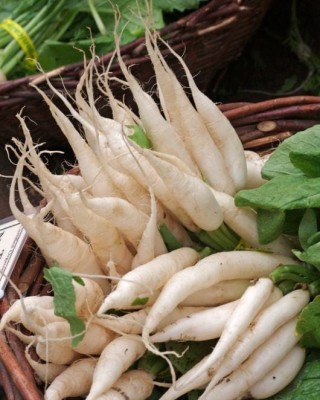 Jevik Radish Seed(225 per packet)