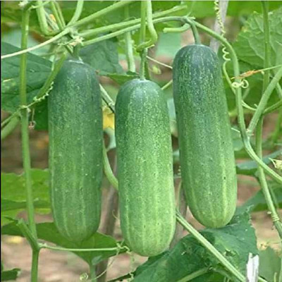 VibeX Cucumber Seed(100 per packet)