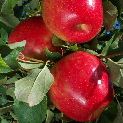 Jasoos Red Apple seed Seed(20 per packet)