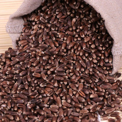 Sjeme Hybrid Black Wheatgrass Seed Seed(600 per packet)