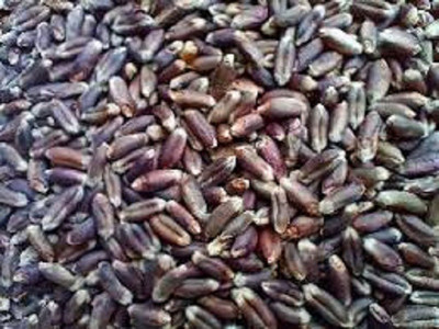 Sjeme Black Wheatgrass Seed Seed(175 per packet)