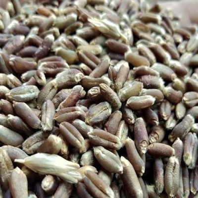 Sjeme Organic Rare Black Wheatgrass Seed Seed(300 per packet)