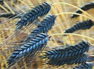 Sjeme Black Wheatgrass Seed Seed(400 per packet)