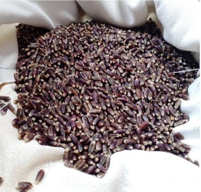 Sjeme Punjab Natural Black Wheatgrass Seed Seed(700 per packet)