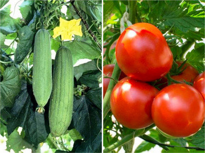 SimXotic Sponge Gourd & Tomato Red Seed(2 per packet)