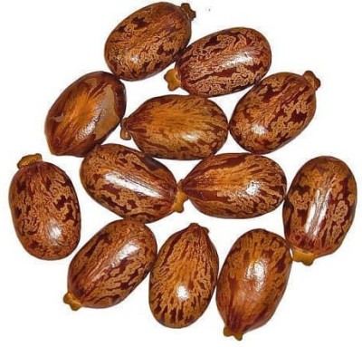 MG Naturals CASTOR SEEDS Seed(400 per packet)