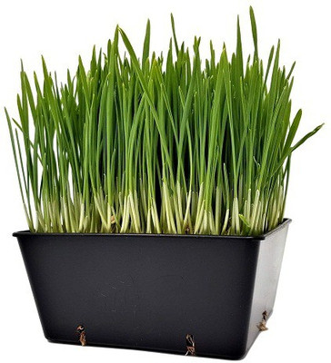 Sjeme Mircogreen Black Wheatgrass Seed Seed(175 per packet)