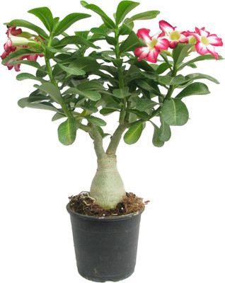 LaughEarth Adenium Plant(Hybrid, Pack of 1)