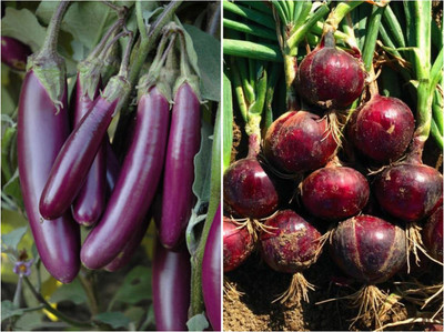SimXotic Brinjal Purple Long & Onion Nasik Red Seed(2 per packet)