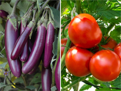 SimXotic Brinjal Purple long & Tomato Red F1 Hybrid Seed(2 per packet)