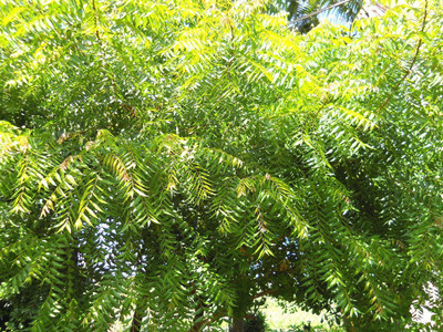 Entacloo Neem Plant(Pack of 1)