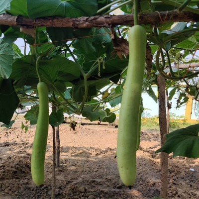 Countgreen Plus Bottle Gourd (Lauki/Ghiya) Seed(20 per packet)