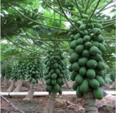 SONIRO PAPAYA Seed(70 per packet)