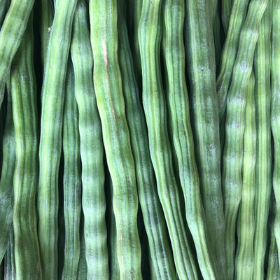 Countgreen Plus Drumstick Seed(20 per packet)