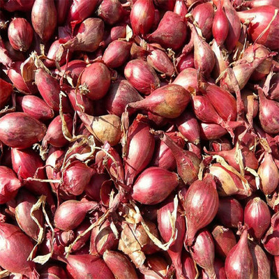 MKR Enterprises Onion Seed(50 per packet)