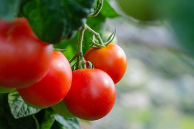 Countgreen Plus Tomato (Tamatar) Seed(100 per packet)