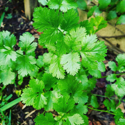 Countgreen Plus Coriander (Dhaniya) Seed(100 per packet)