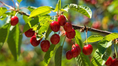 Ukanda Cherry Fruit Plant(Hybrid, Pack of 1)