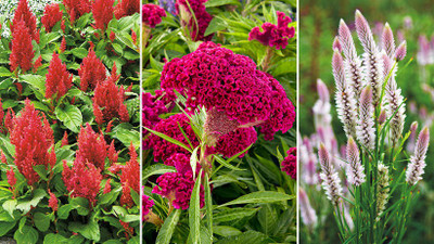 Mozette Celosia Seed(20 per packet)
