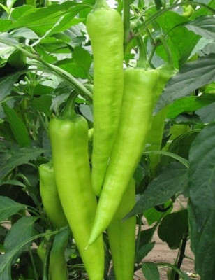 Corofitam Chilli Vasudha Seed(40 per packet)