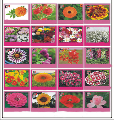 FLARE SEEDS Flowers Combo Seeds Seed(20 per packet)