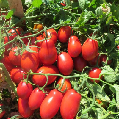 XOLDA Tomato Roma Seed(48 per packet)